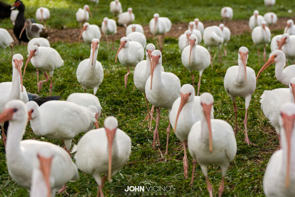 Animal Photography  |  Bird Photos
