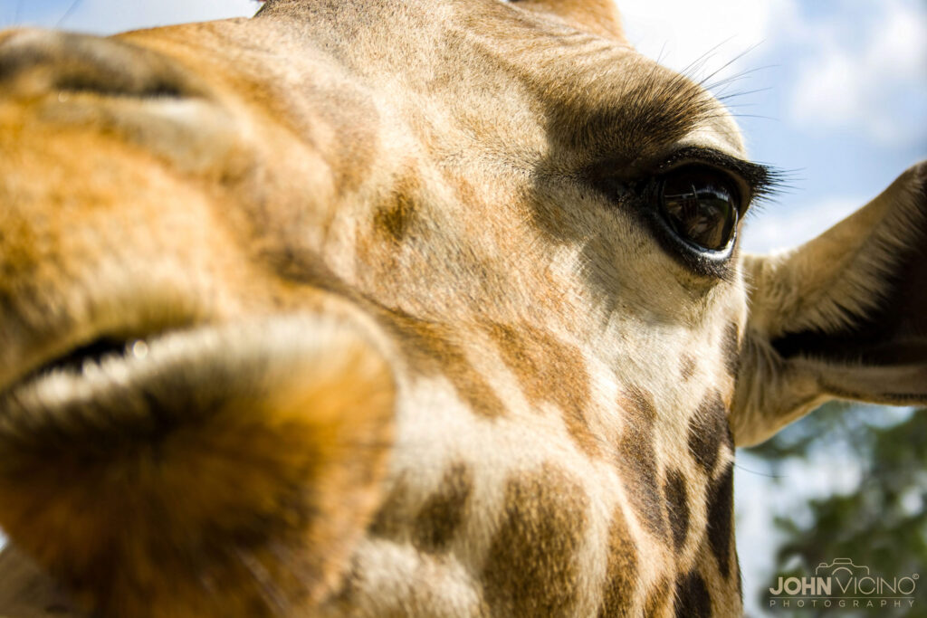 Animal Photography  |  Giraffe Photos