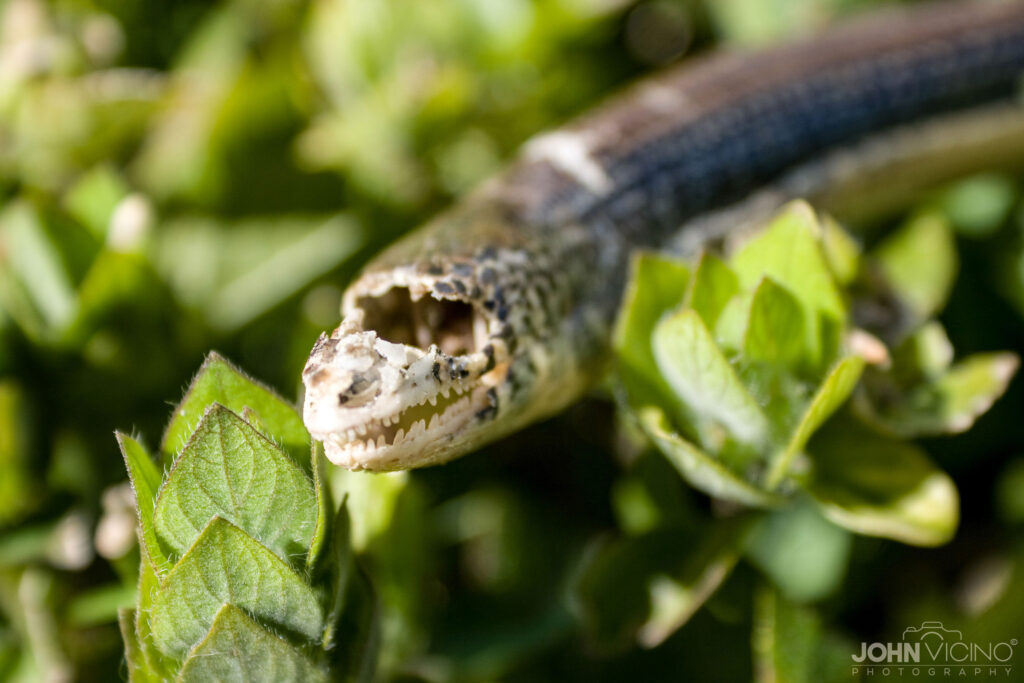 Animal Photography  |  Snake Photos