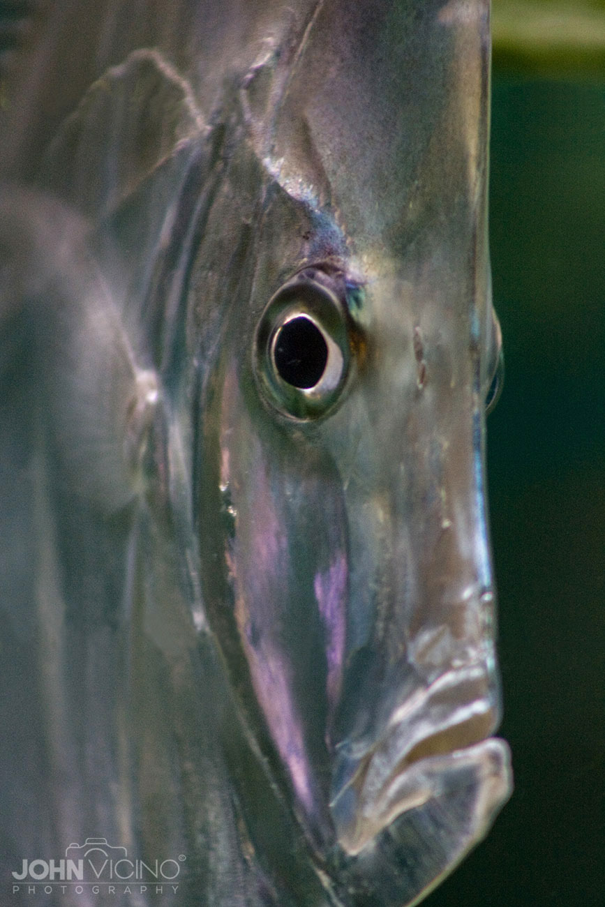 Animal Photography  |  Fish Photos