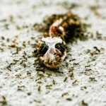 Animal Photography  |  Lizard Photos
