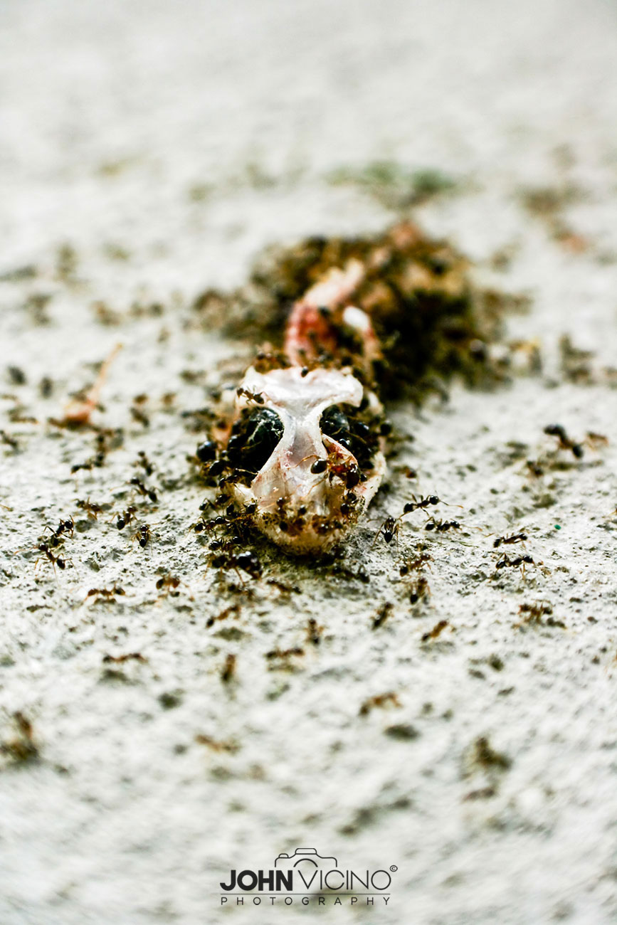 Animal Photography  |  Lizard Photos