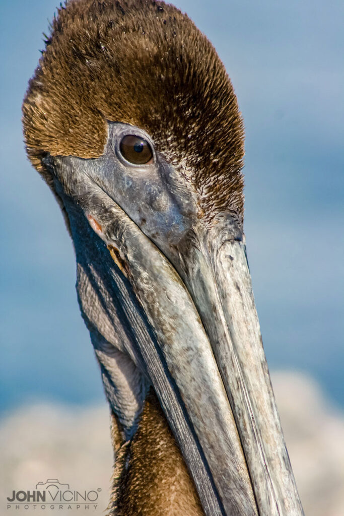 Animal Photography  |  Bird Photos