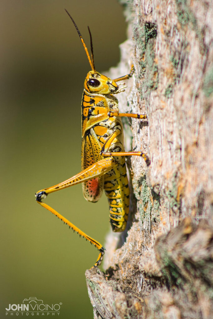 Animal Photography  |  Insect Photos