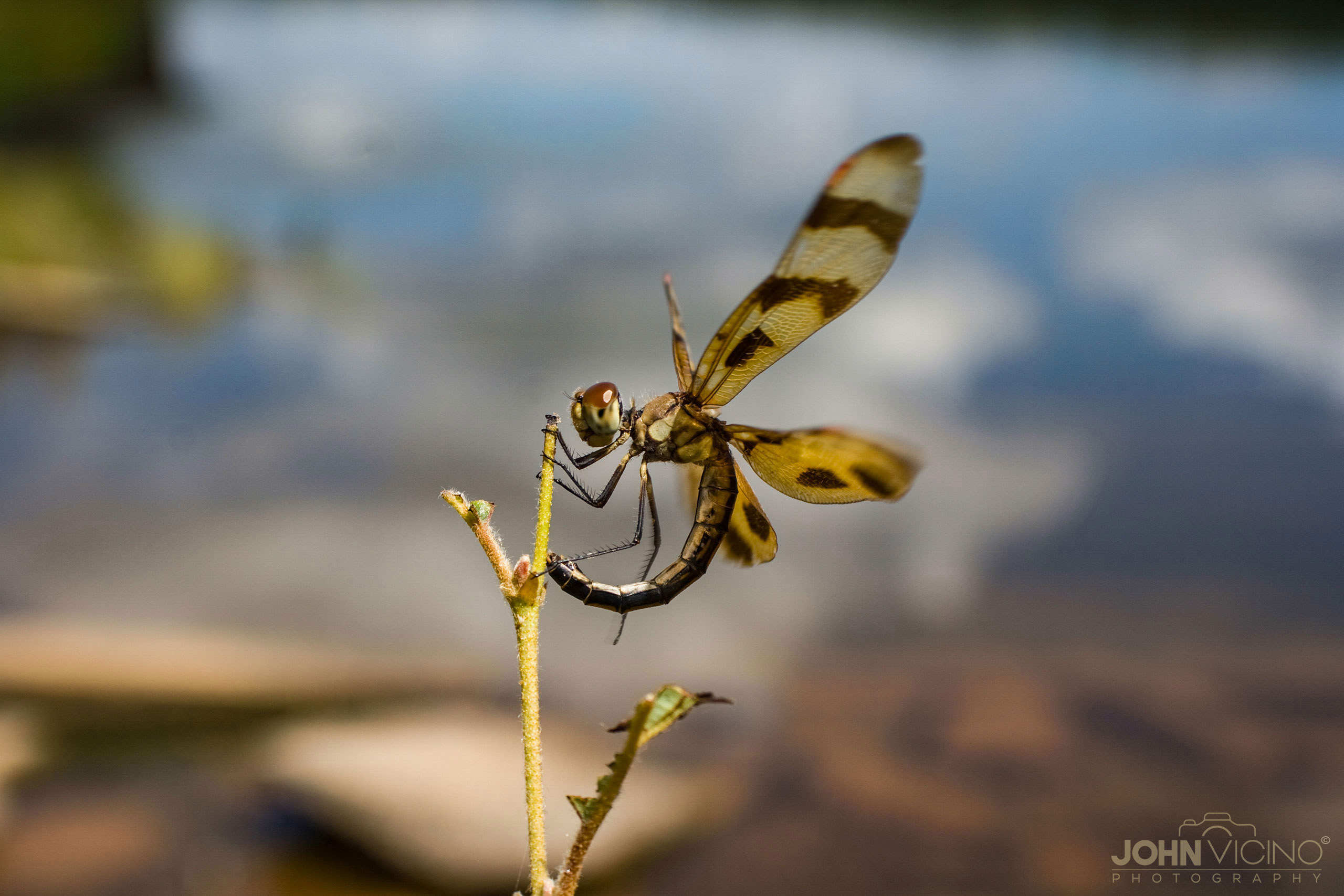 Animal Photography