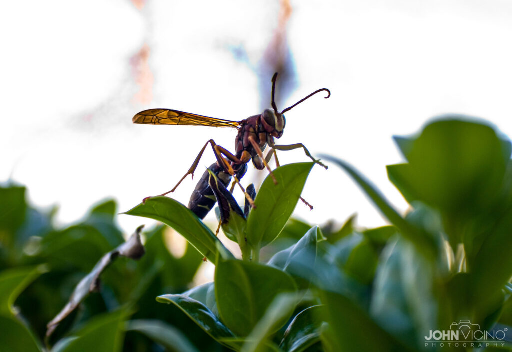 Animal Photography  |  Insect Photos