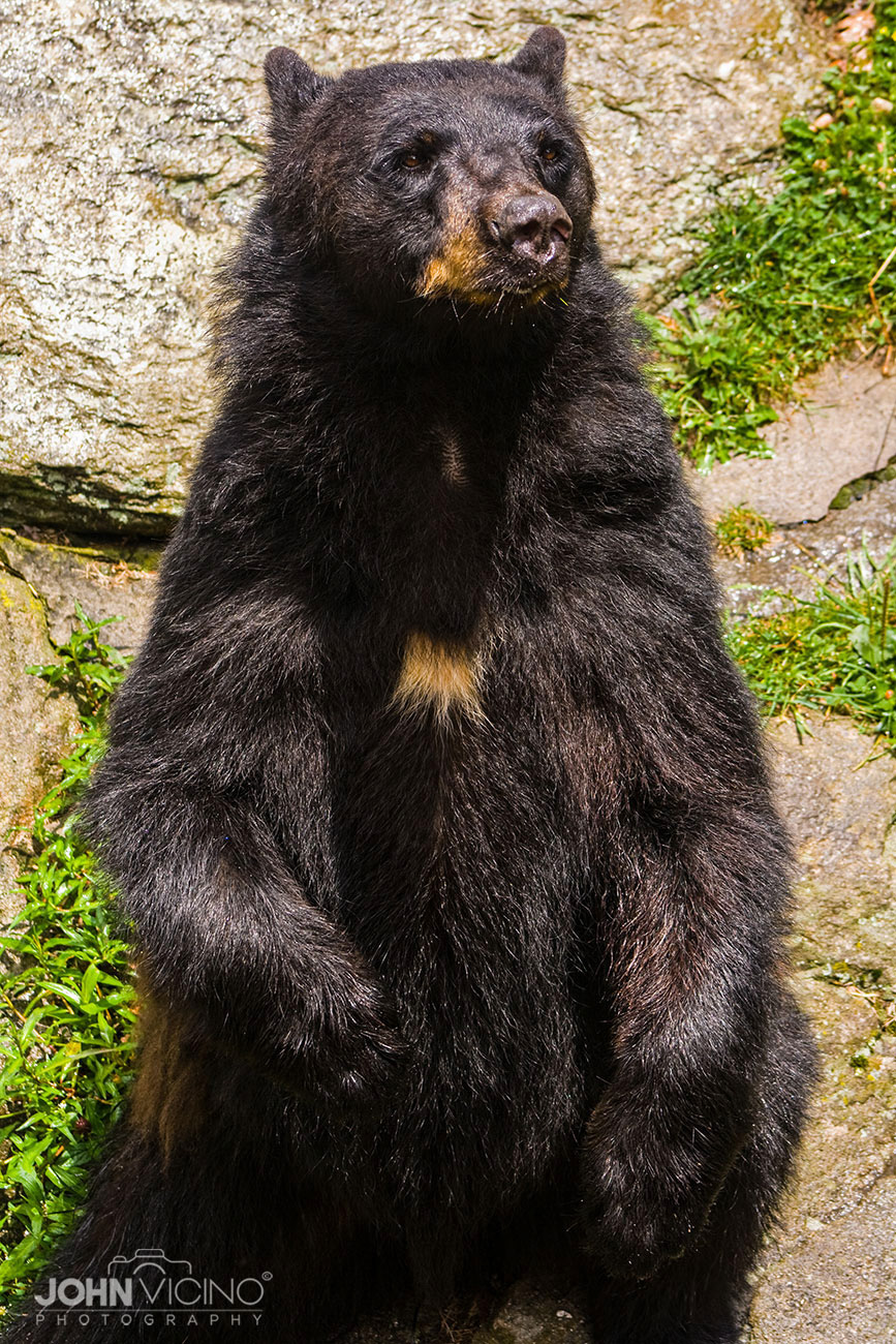 Animal Photography  |  Wildlife Photography  |  Bear Photos