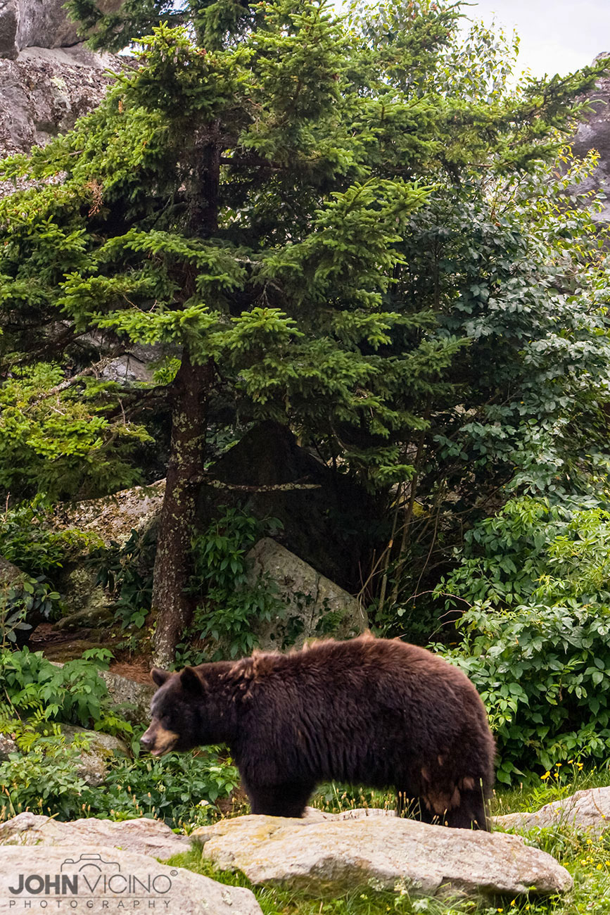 Animal Photography  |  Wildlife Photography  |  Bear Photos