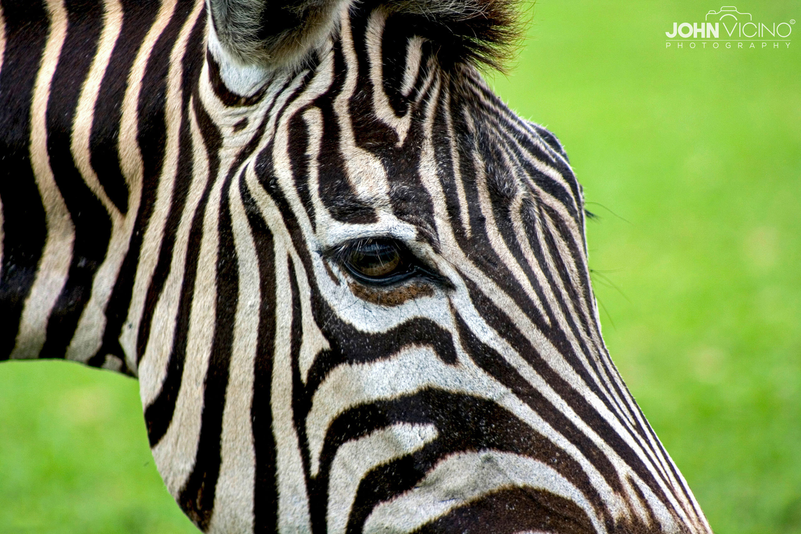 Animal Photography  |  Wildlife Photography  |  Zebra Photos