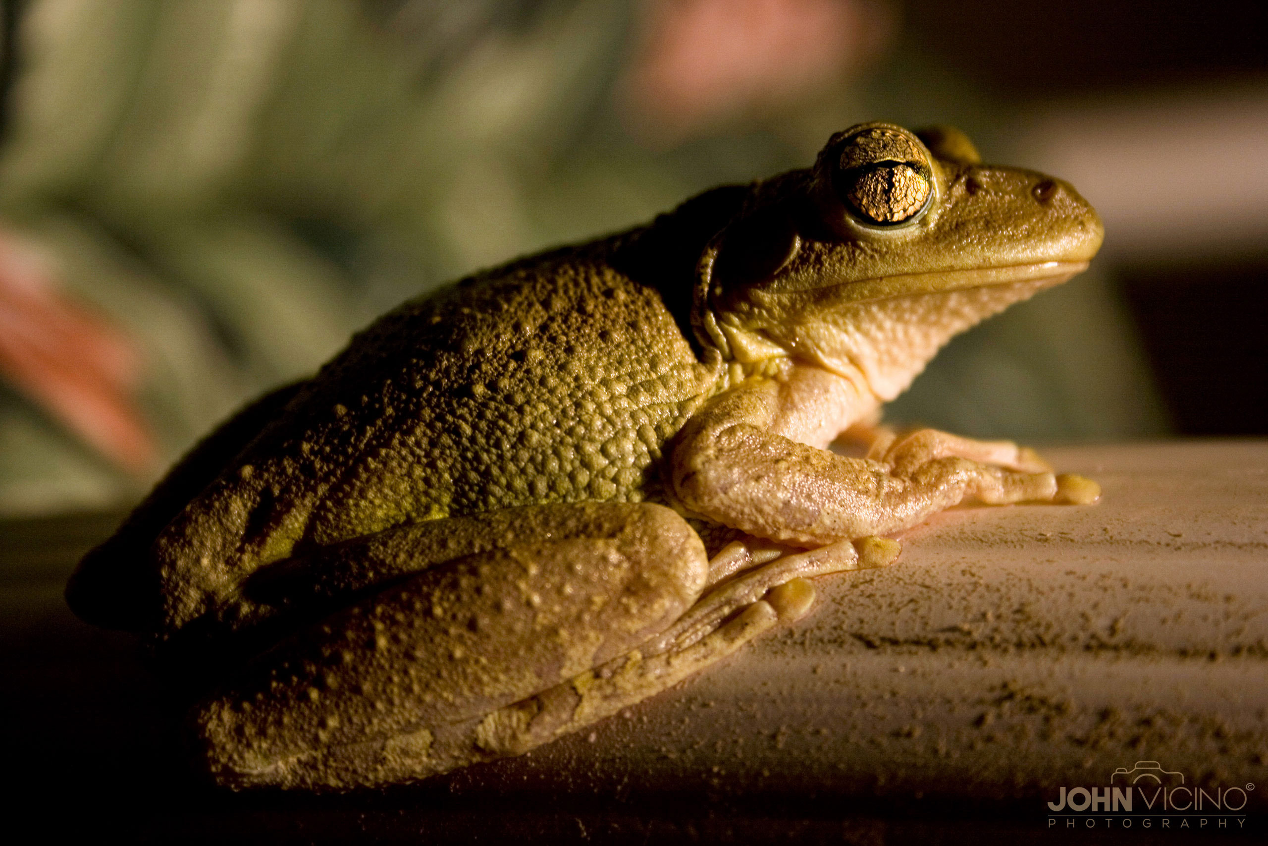 Animal Photography  |  Frog Photos