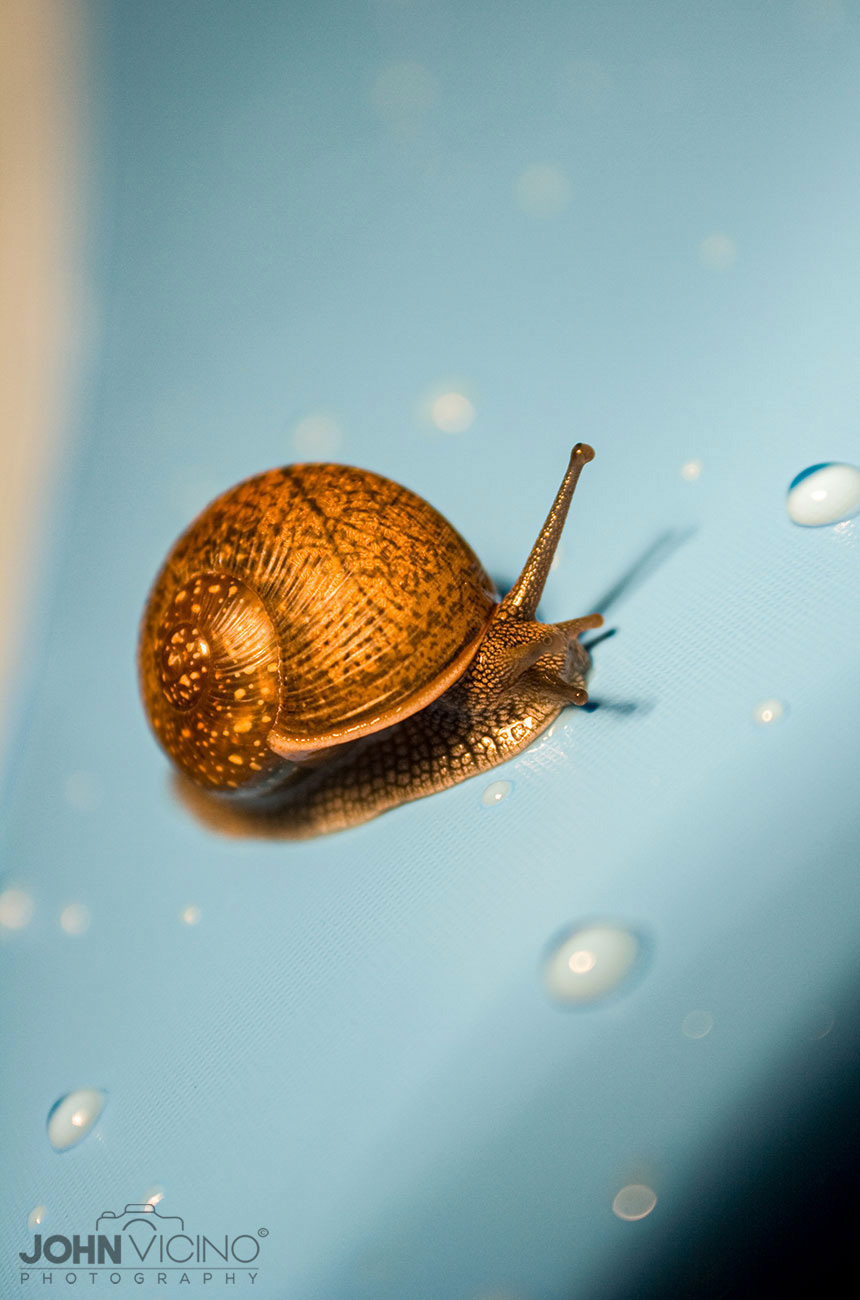 Animal Photography  |  Snail Photos