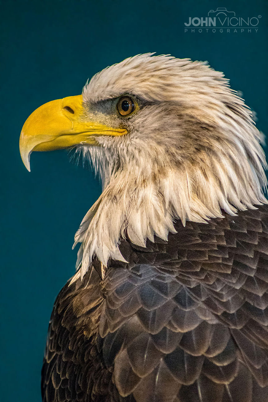 Animal Photography  |  Wildlife Photography  |  Eagle Photos