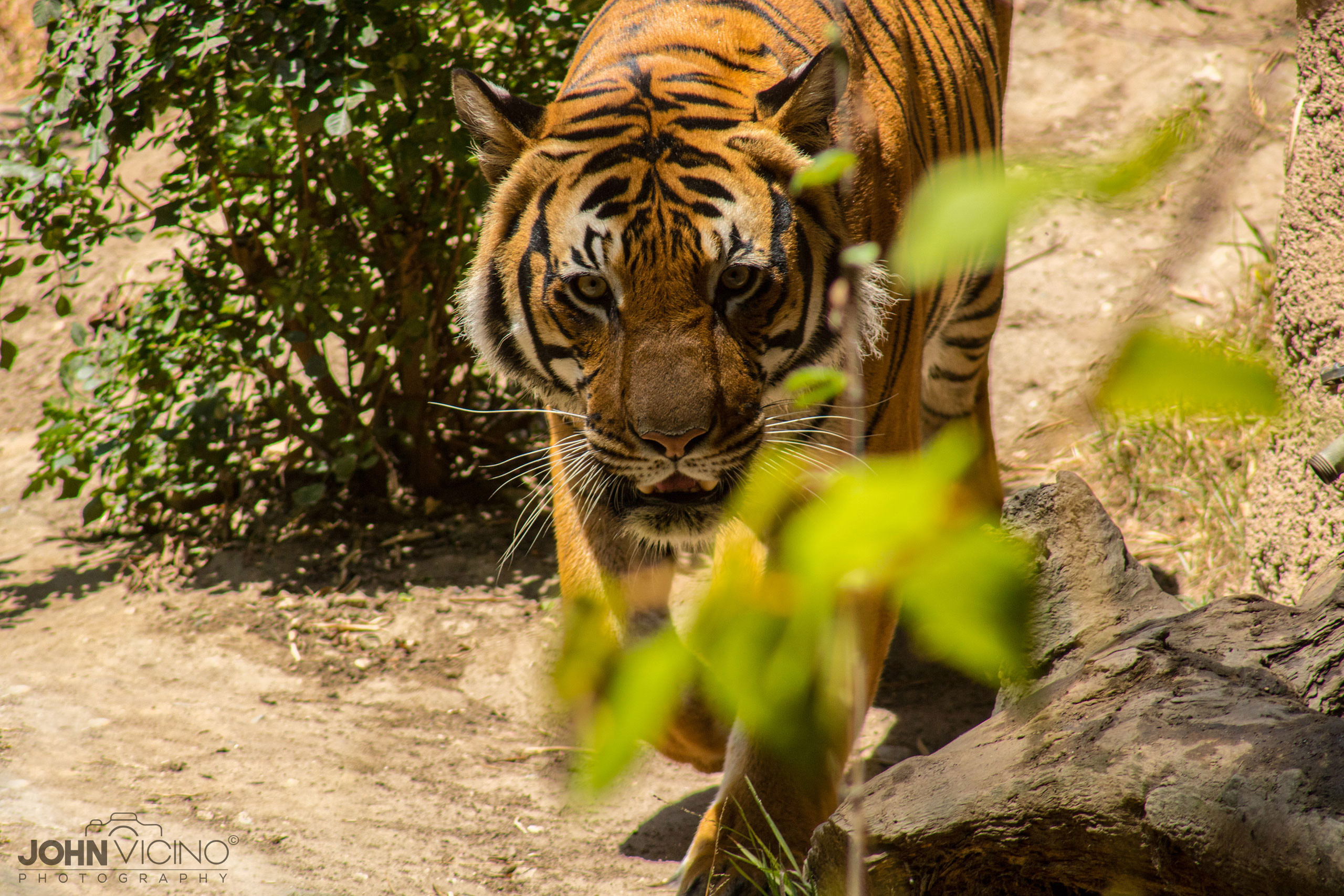 Animal Photography  |  Wildlife Photography  |  Tiger Photos
