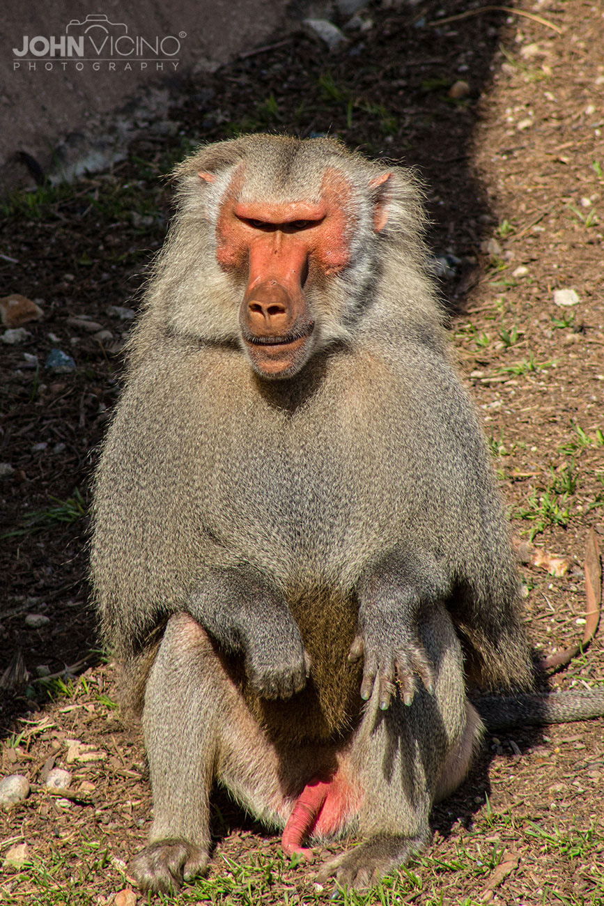 Animal Photography  |  Wildlife Photography  |  Monkey Photos  |  Baboon Photos