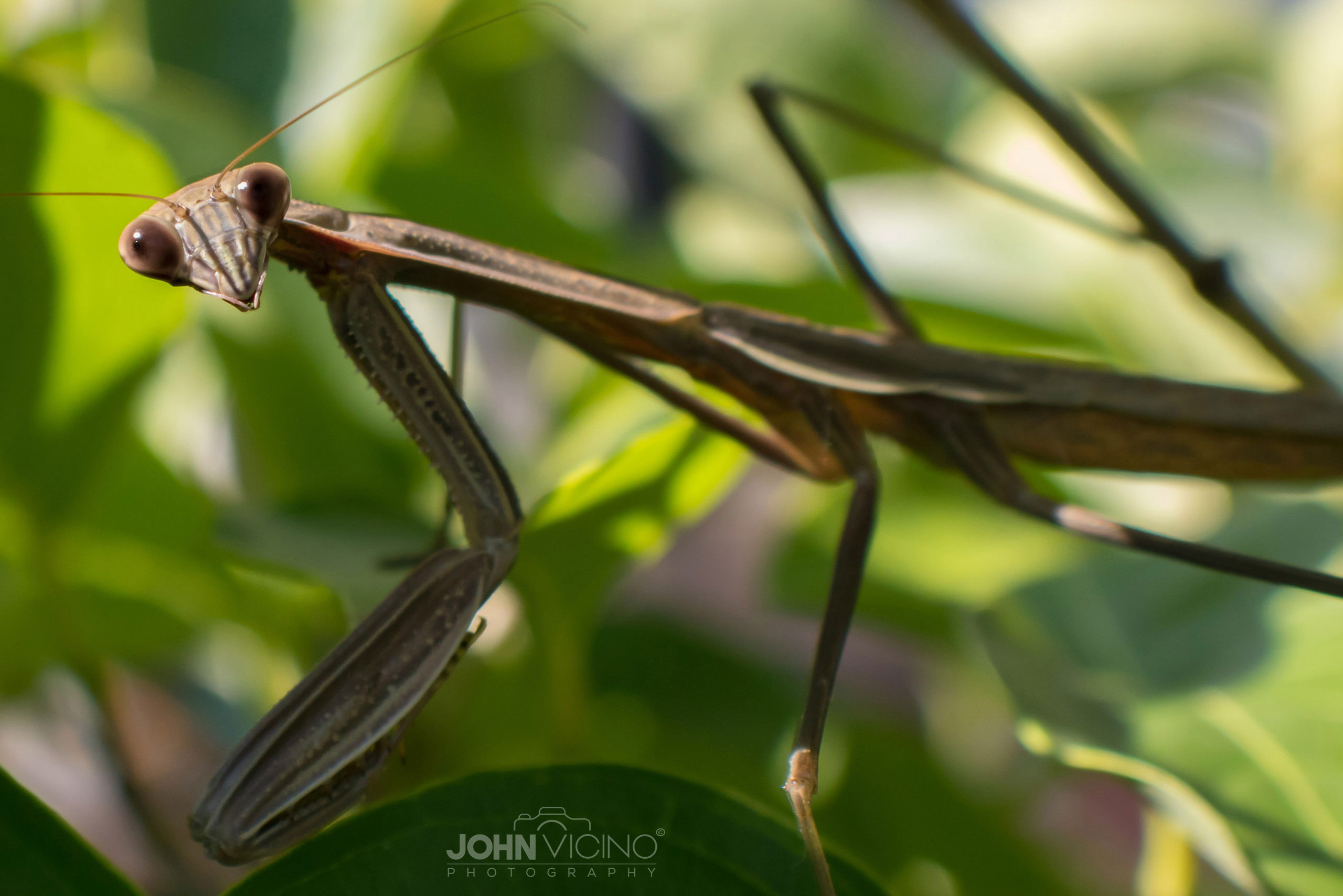 Animal Photography  |  Insect Photos  |  Praying Mantis Photos