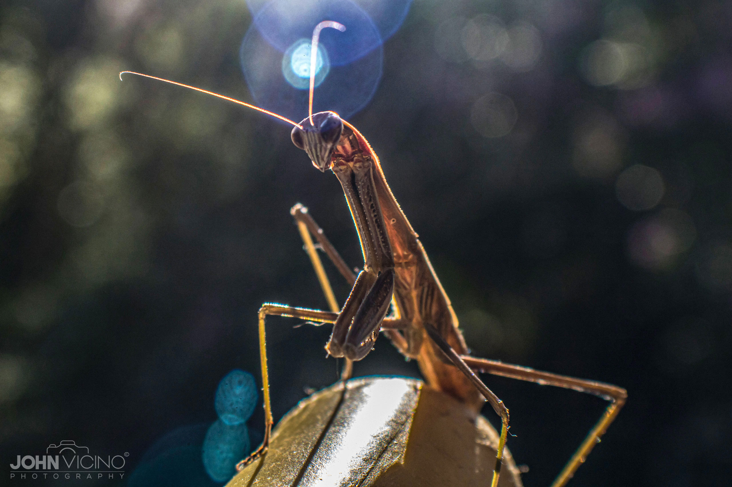 Animal Photography  |  Insect Photos  |  Praying Mantis Photos