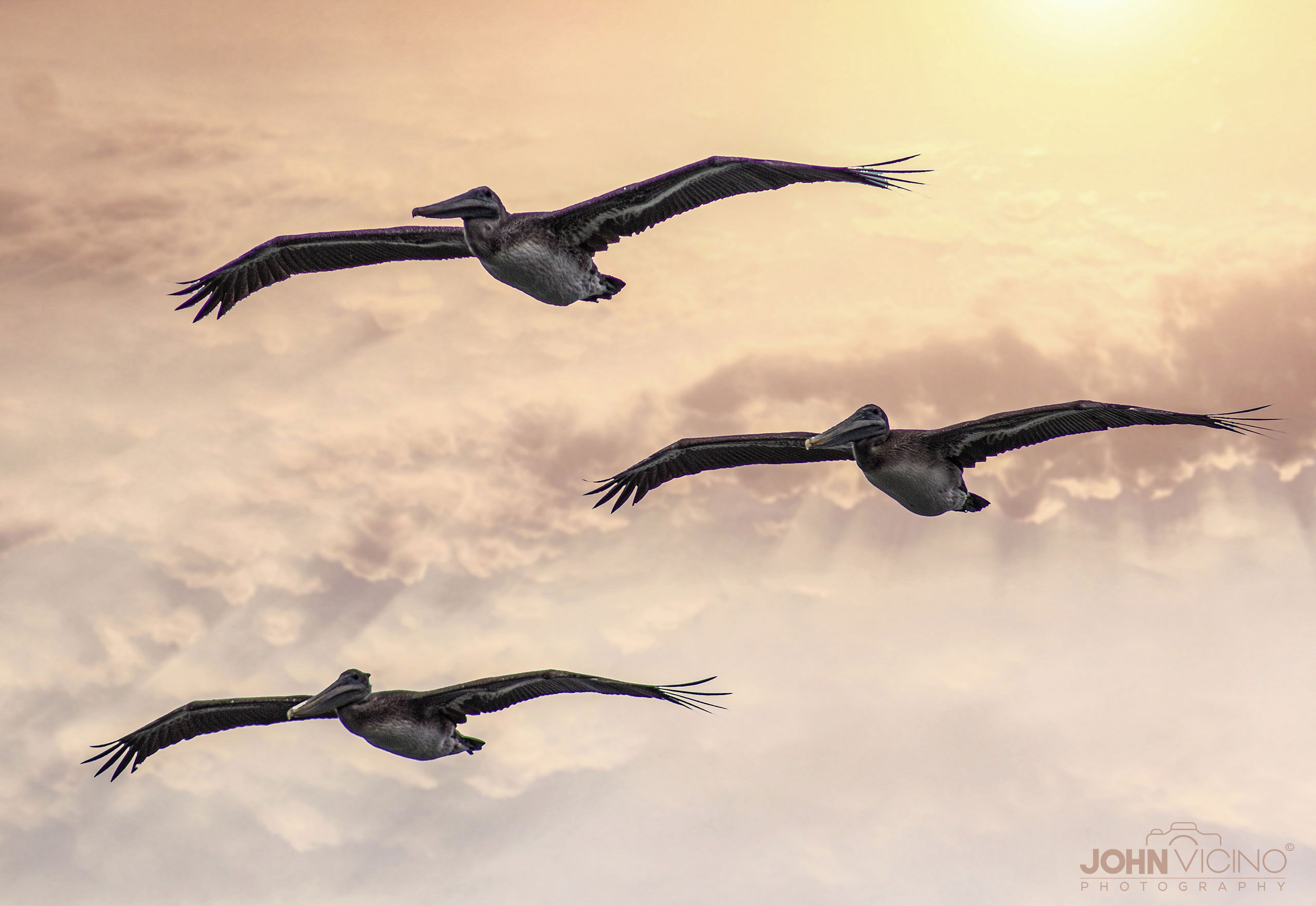 Animal Photography  |  Bird Photos