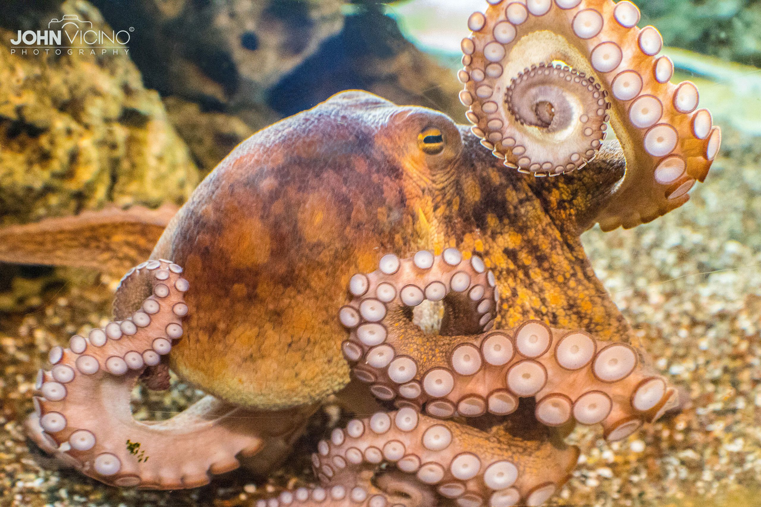 Animal Photography  |  Octopus Photos