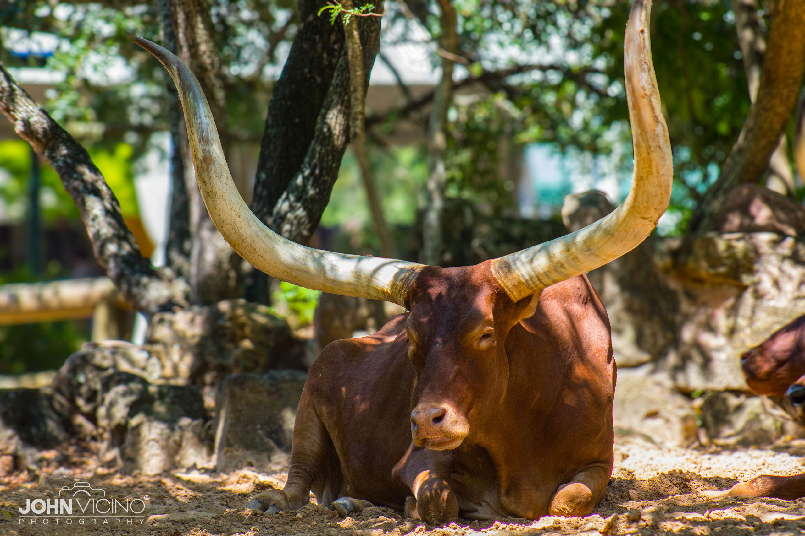 Animal Photography | Wildlife Photography | Texas Longhorn Photos