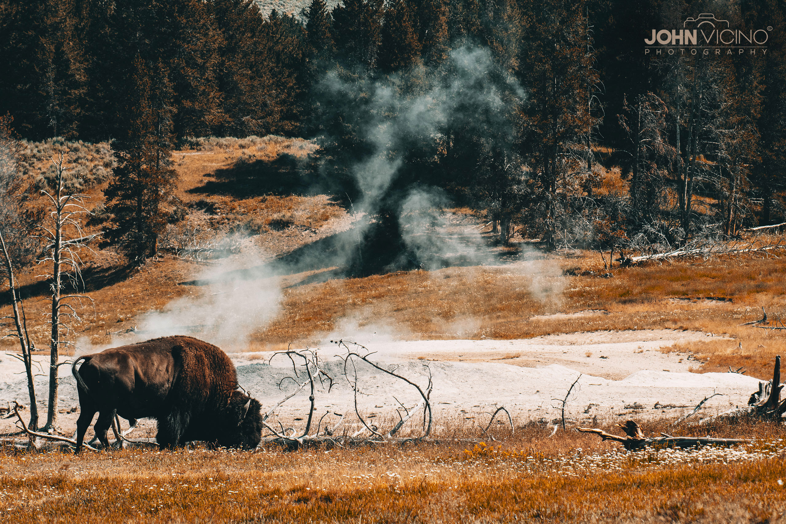 Animal Photography | Wildlife Photography | Bison Photos