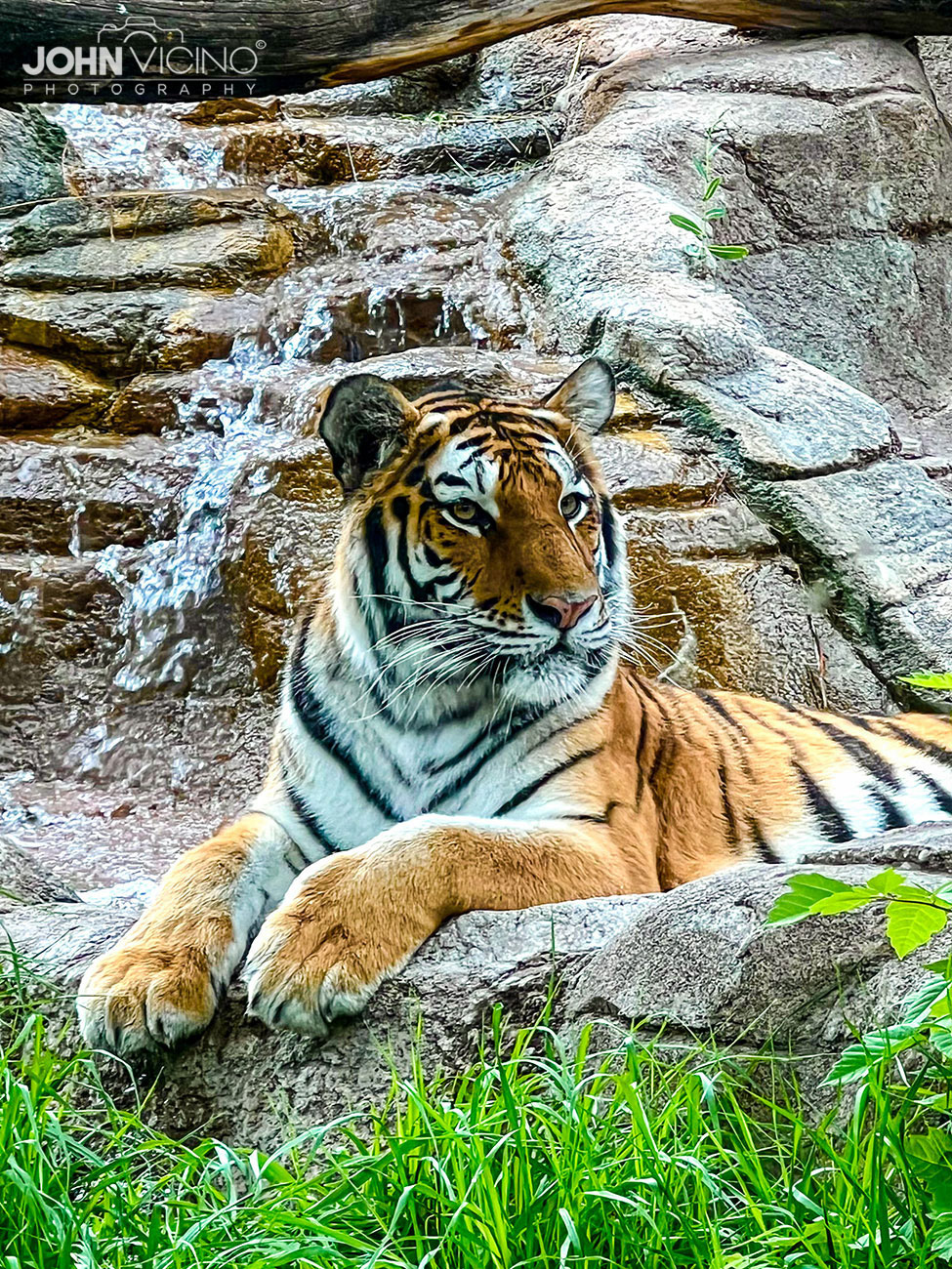 Animal Photography  |  Wildlife Photography  |  Tiger Photos
