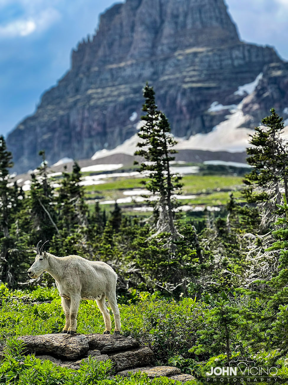 Animal Photography  |  Wildlife Photography  |  Billy Goat Photos