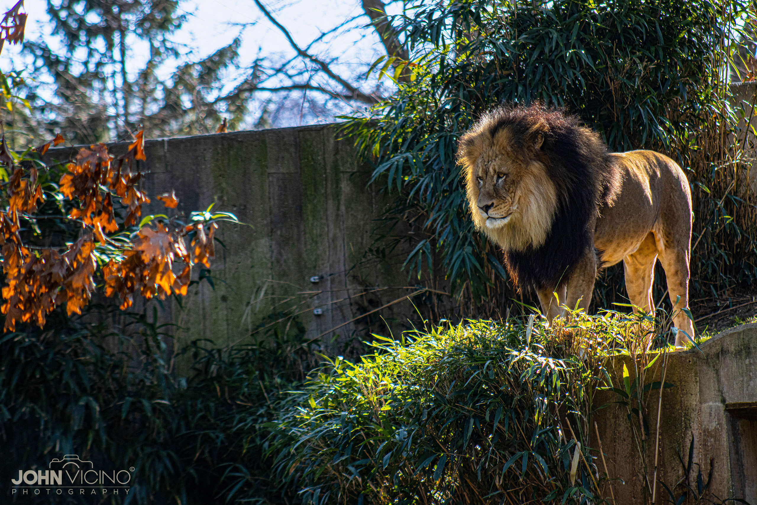 Animal Photography  |  Wildlife Photography  |  Lion Photos