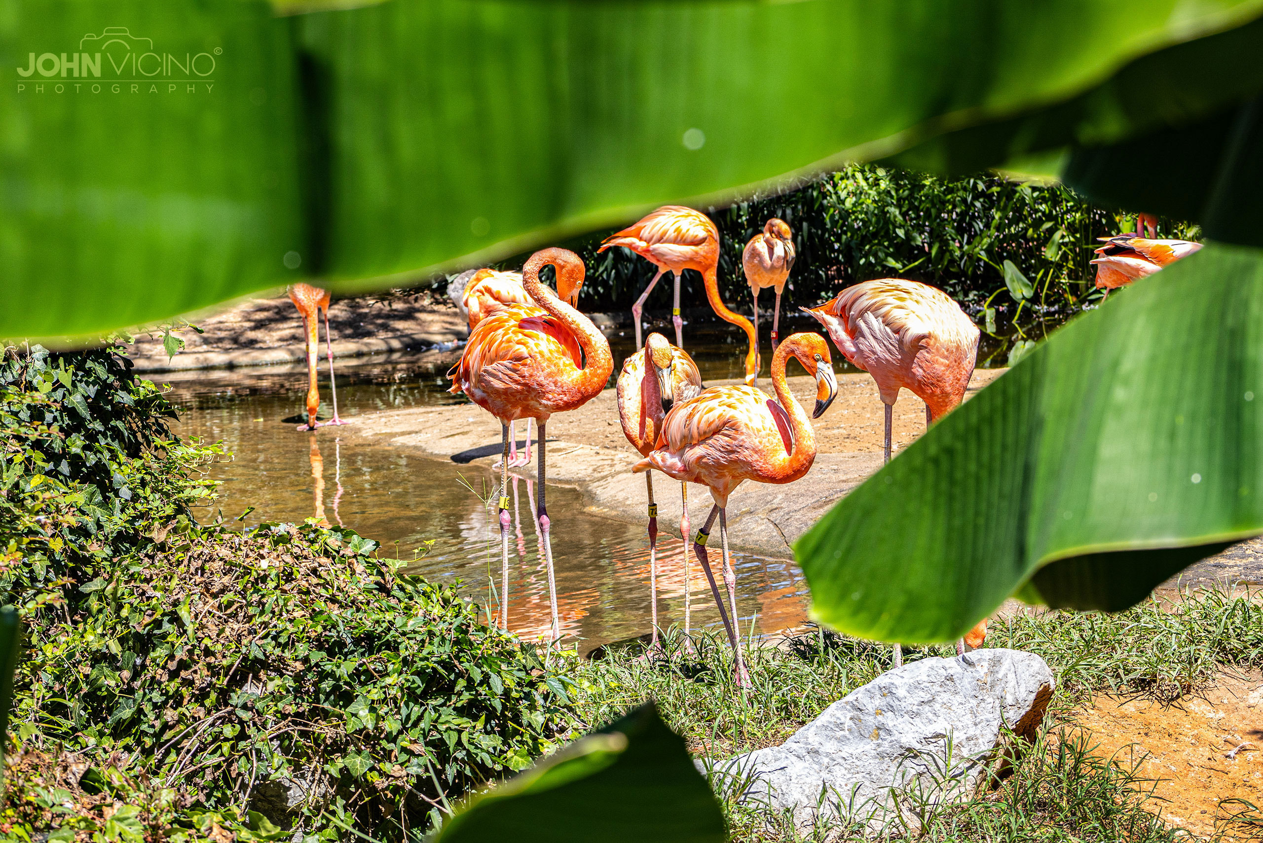 Animal Photography  |  Bird Photos  |  Flamingo Photos
