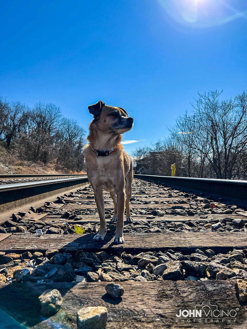 Animal Photography  |  Dog Photography  |  Cool Dog Photos