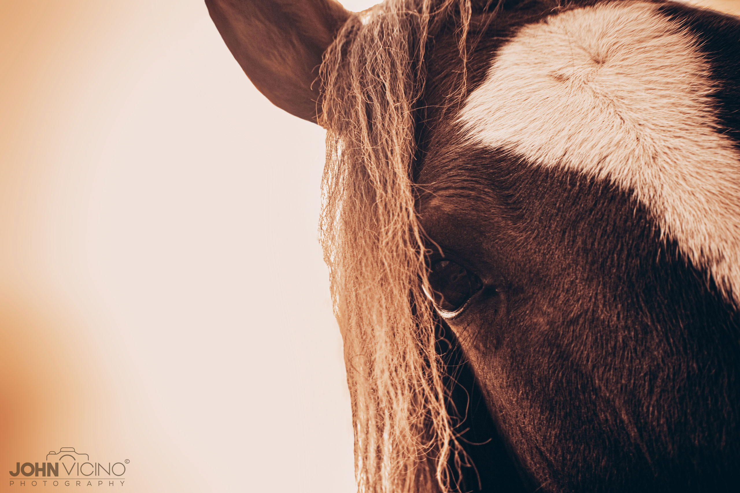 Horse Photography  |   Equine Photography  |  Horse Photos