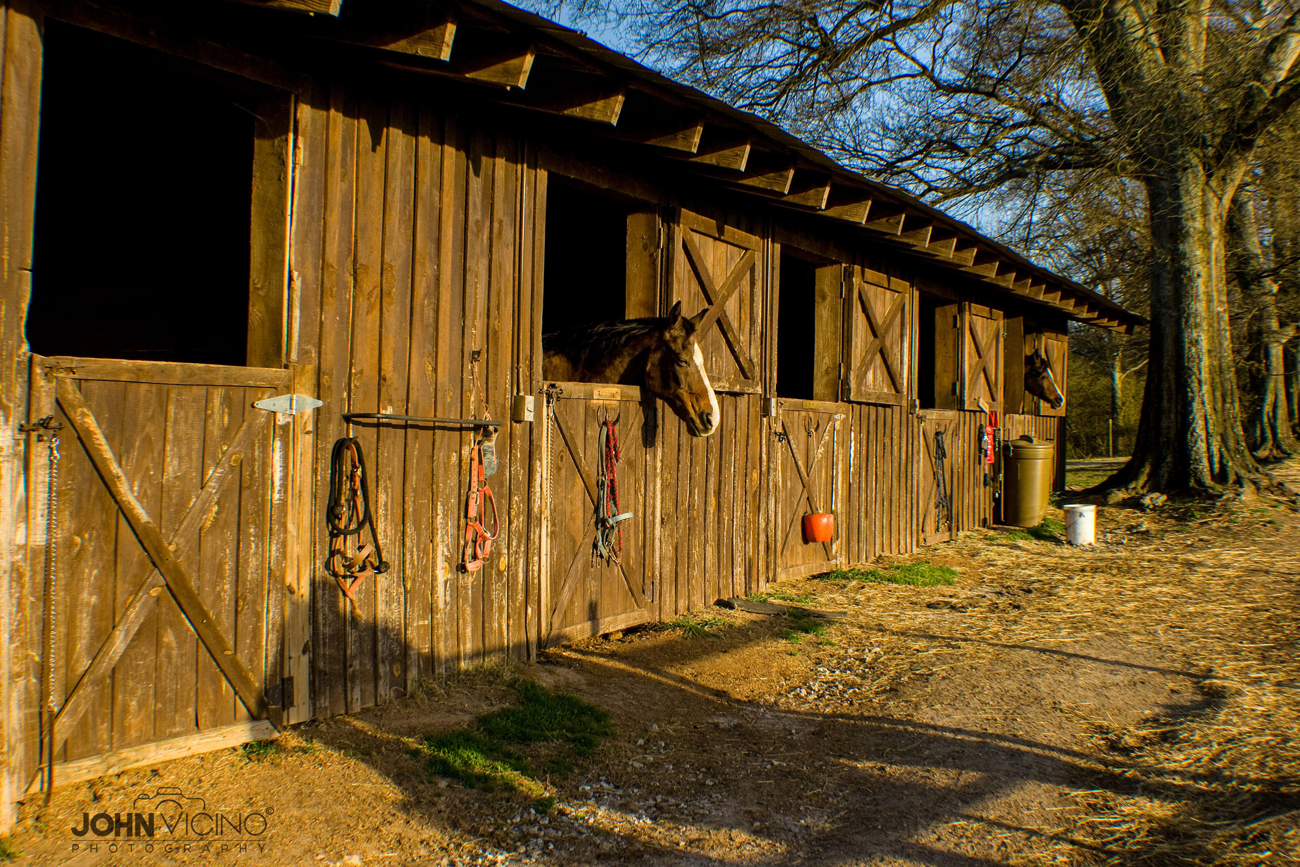 Horse Photography  |   Equine Photography  |  Horse Photos