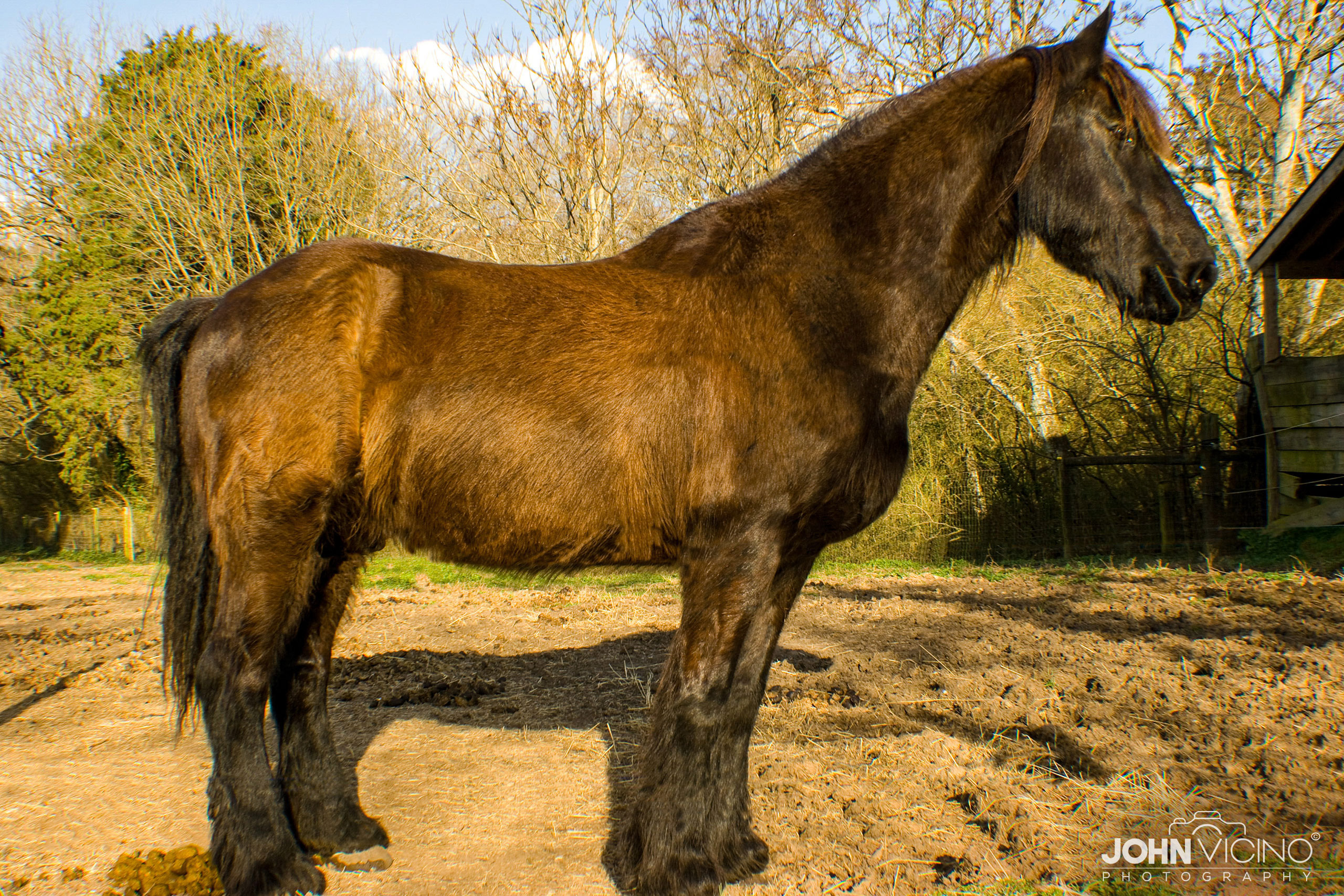 Horse Photography  |   Equine Photography  |  Horse Photos