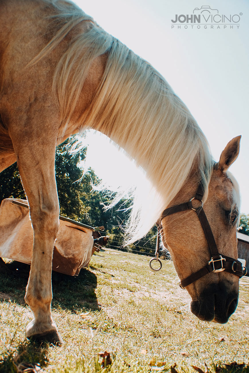 Horse Photography  |   Equine Photography  |  Horse Photos