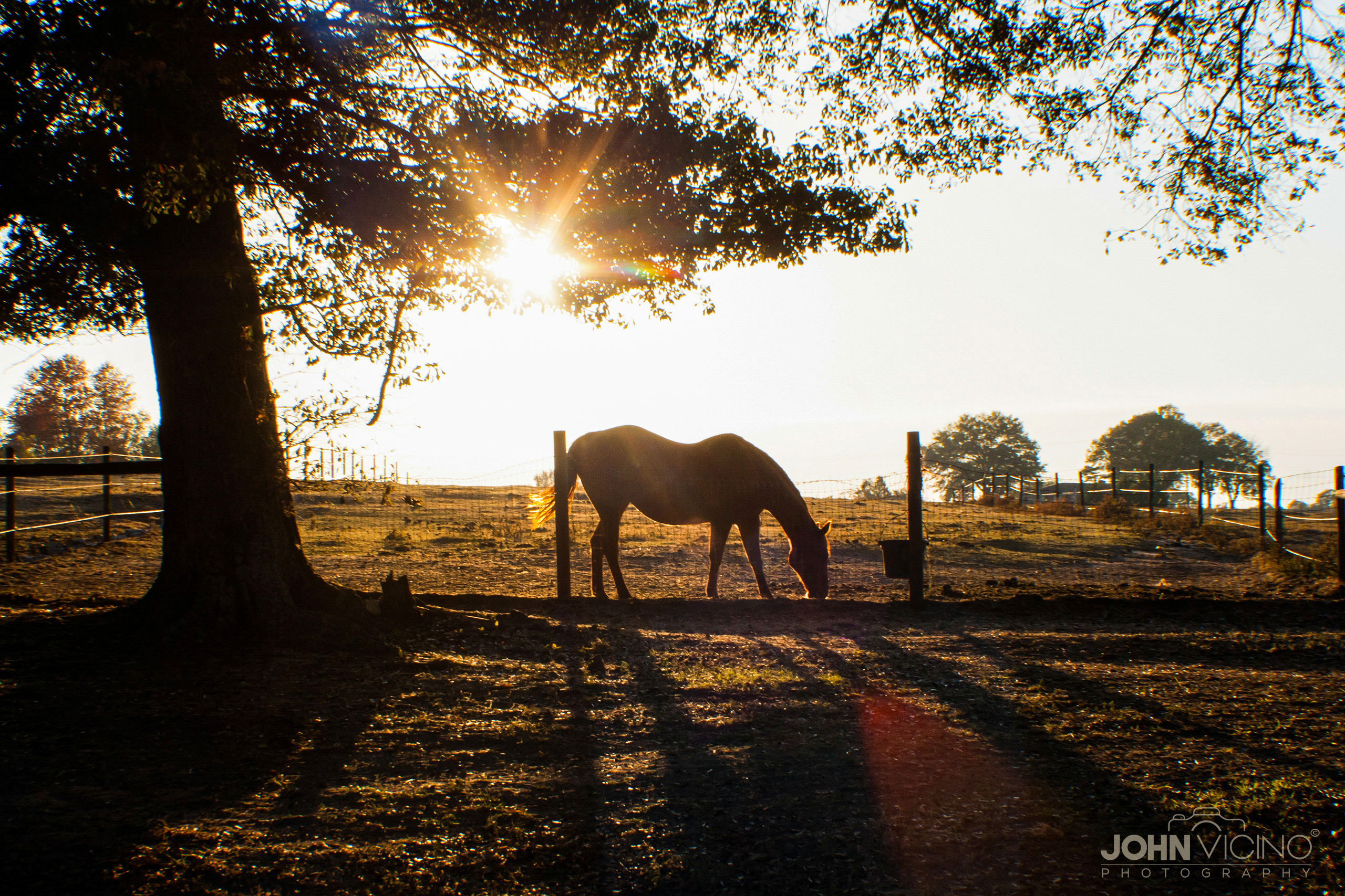 Horse Photography  |   Equine Photography  |  Horse Photos