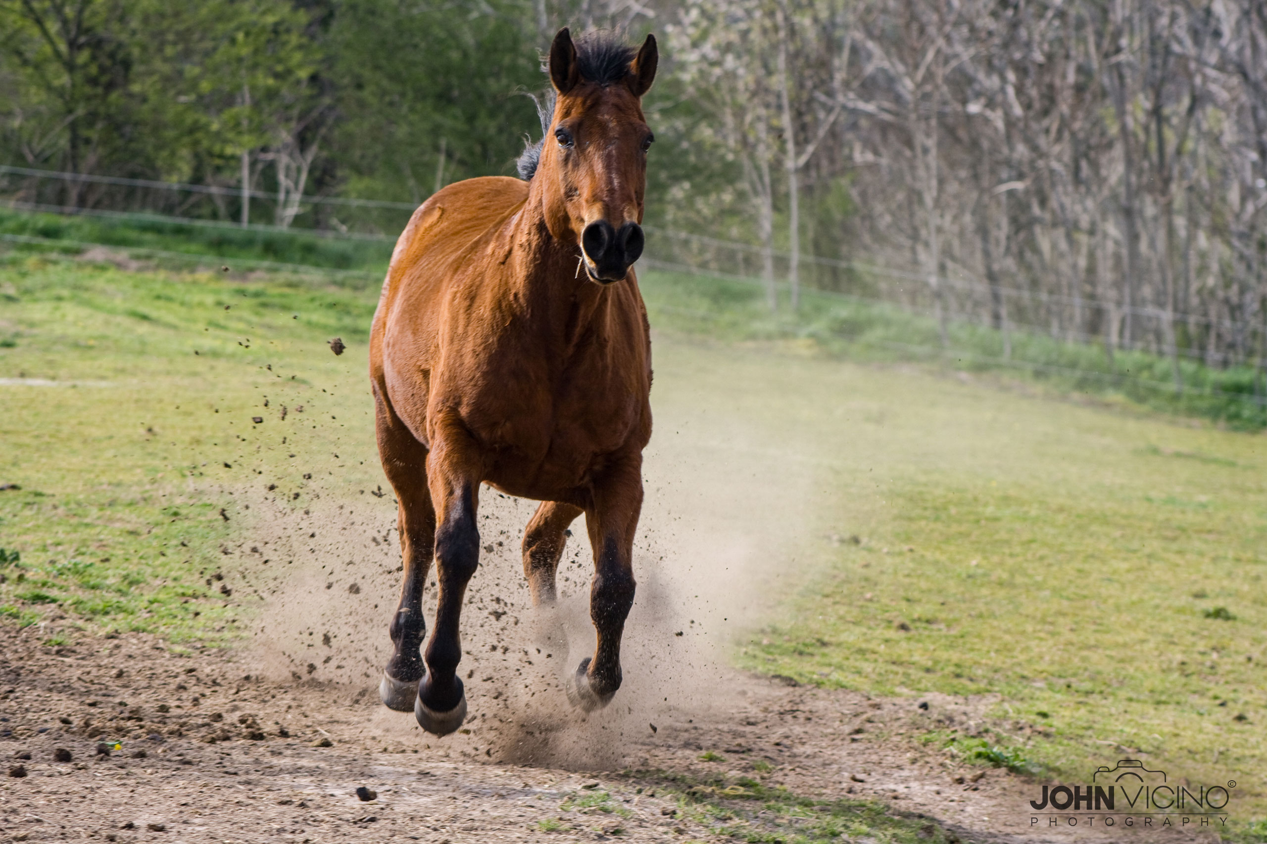 Horse Photos for Sale | Animal Photography @ jvFolio.com