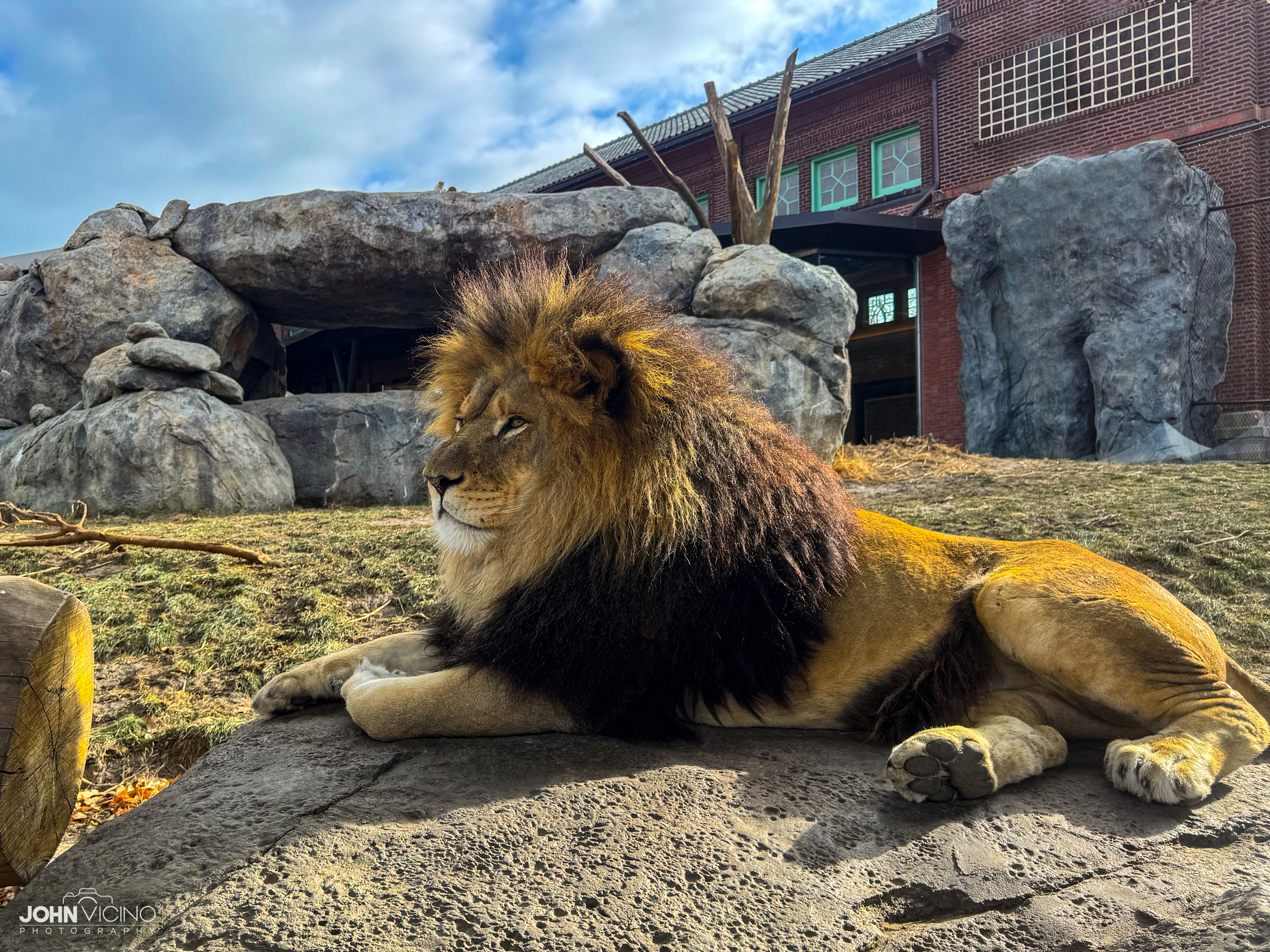 Animal Photography  |  Wildlife Photography  |  Lion Photos