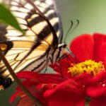 Animal Photography | Wildlife Photography | Butterfly Photos | Butterfly Photography | ©John J. Vicino