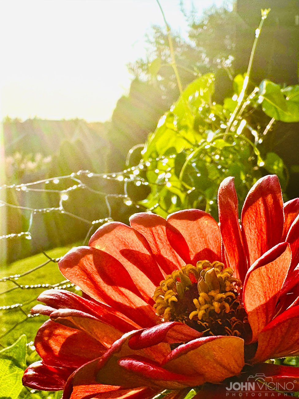 Miscellaneous Photos | Miscellaneous Photography | ©John J. Vicino